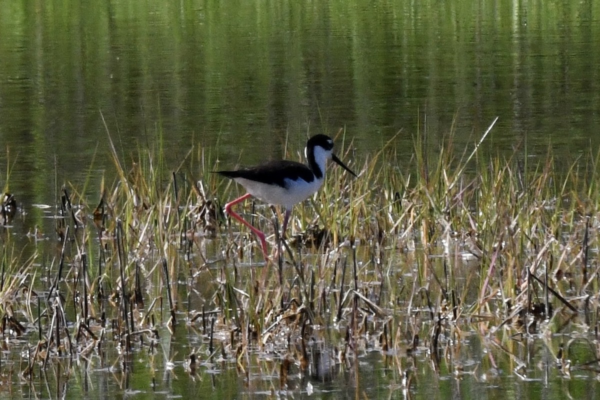 Black-necked Stilt - ML620818590