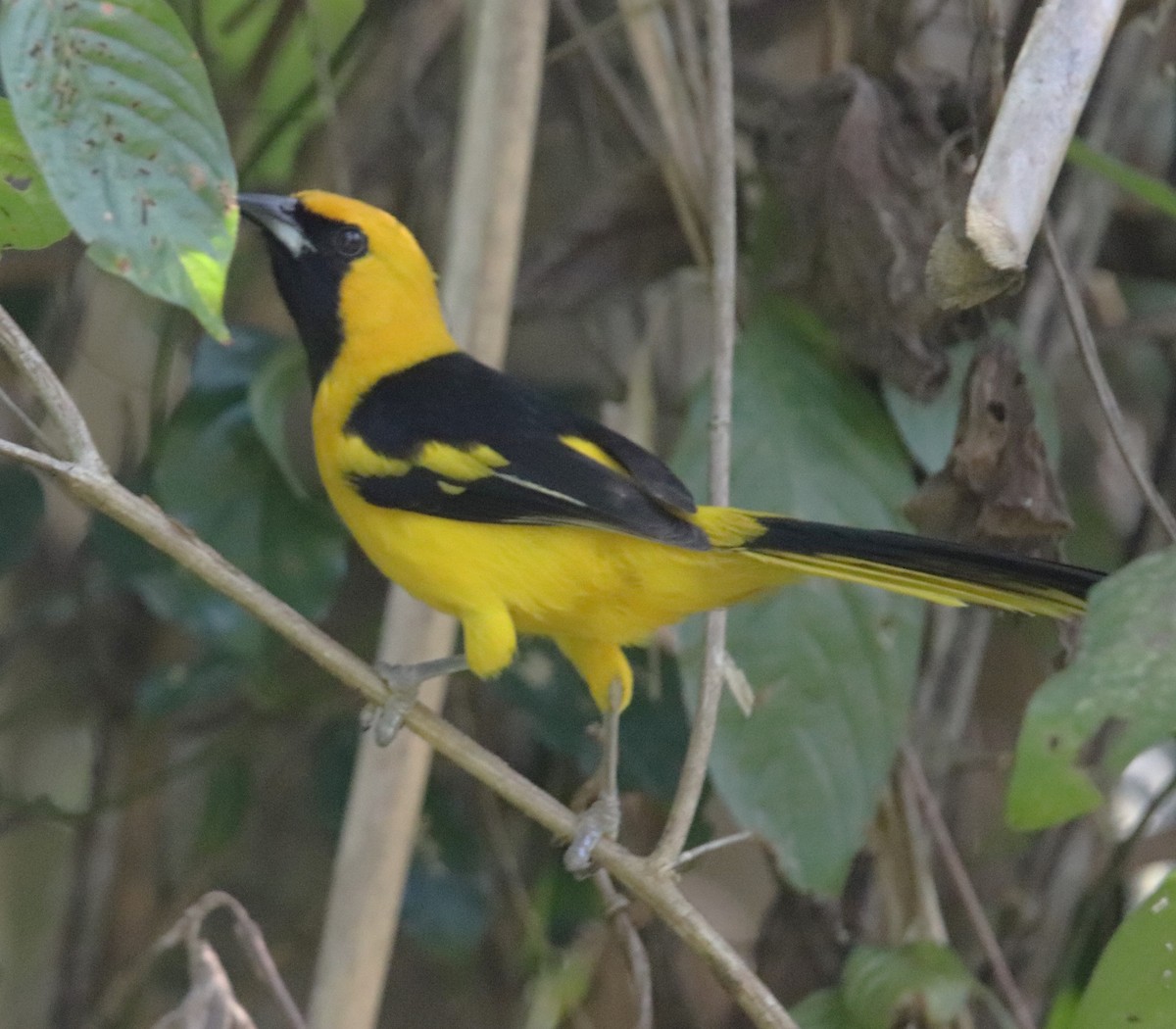 Yellow-tailed Oriole - ML620818594