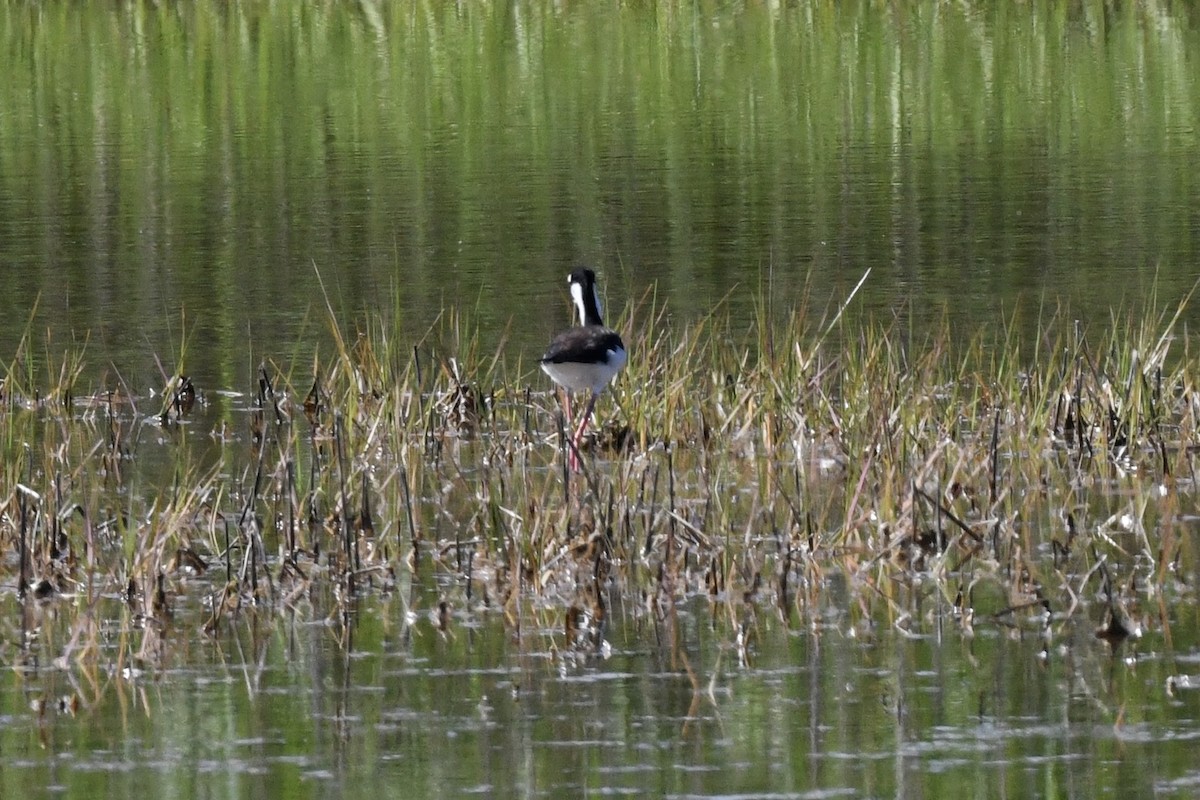 Black-necked Stilt - ML620818595