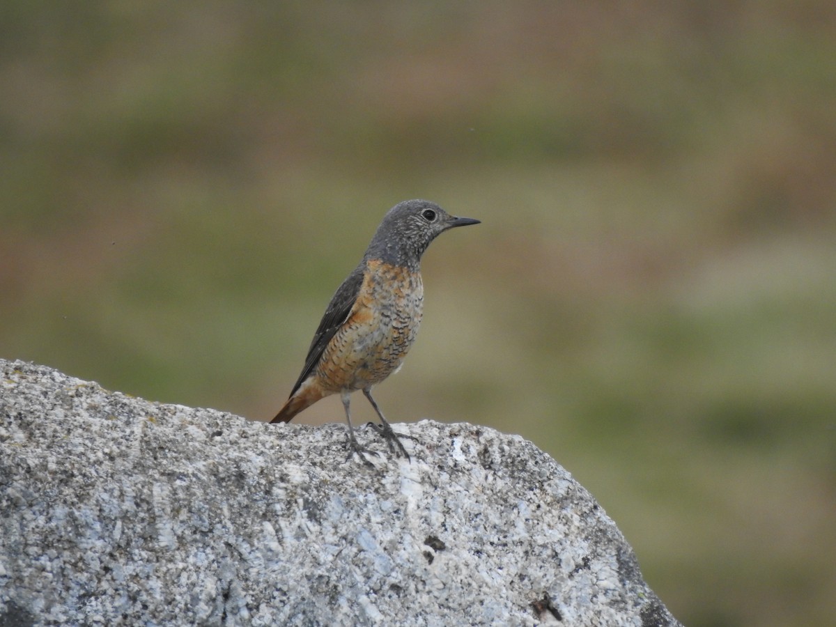 Rufous-tailed Rock-Thrush - ML620818602