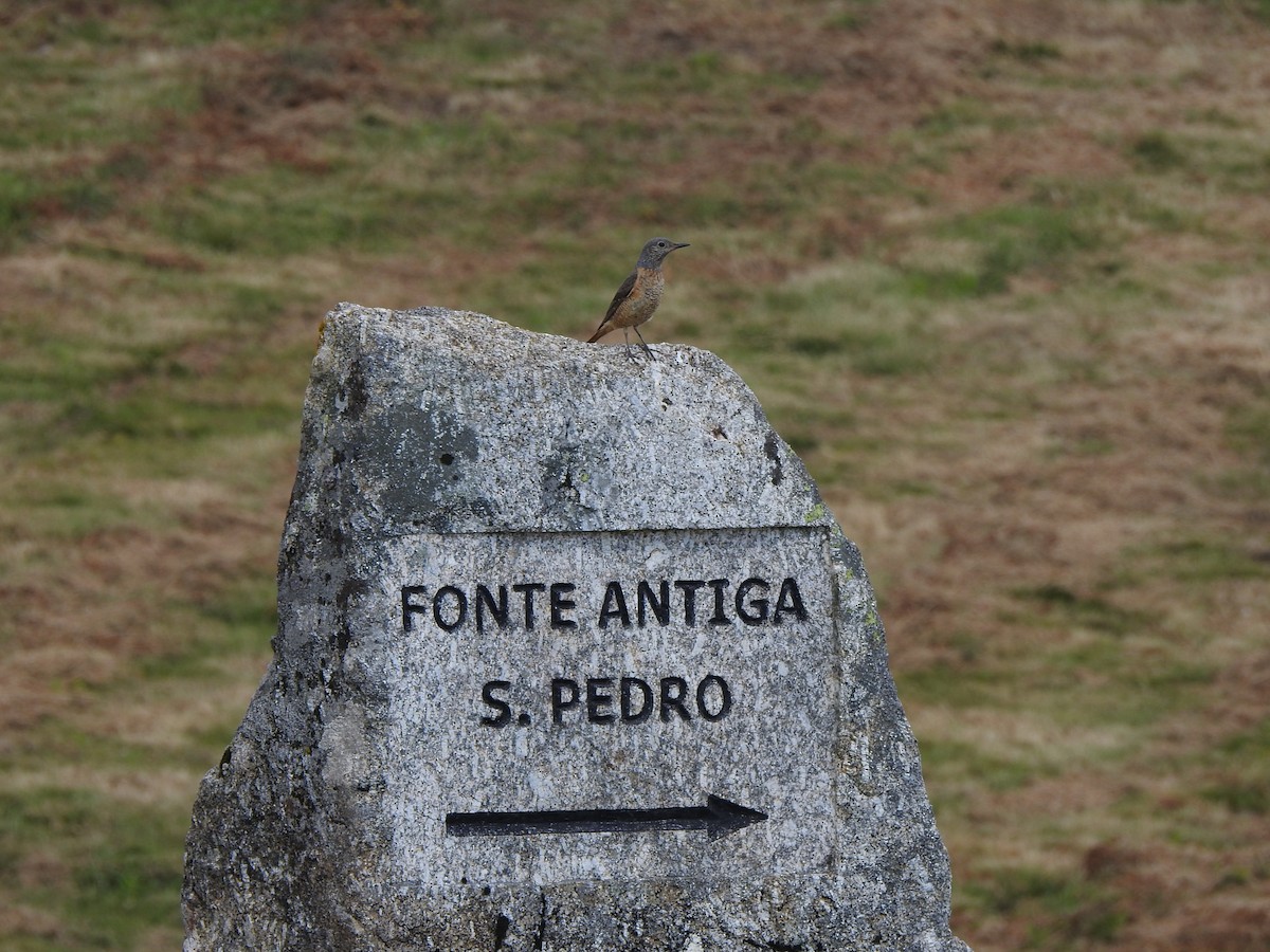 Rufous-tailed Rock-Thrush - ML620818604