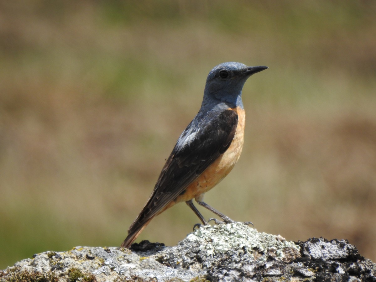 Rufous-tailed Rock-Thrush - ML620818606