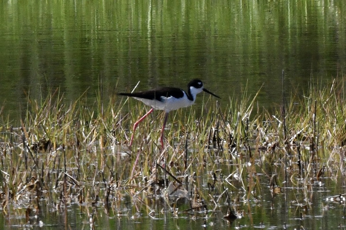 Black-necked Stilt - ML620818607