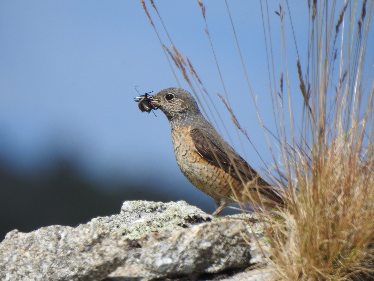 Rufous-tailed Rock-Thrush - ML620818608