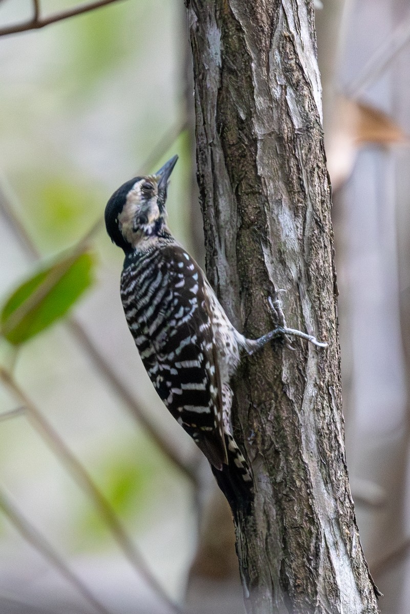 Ladder-backed Woodpecker - Lutz Duerselen