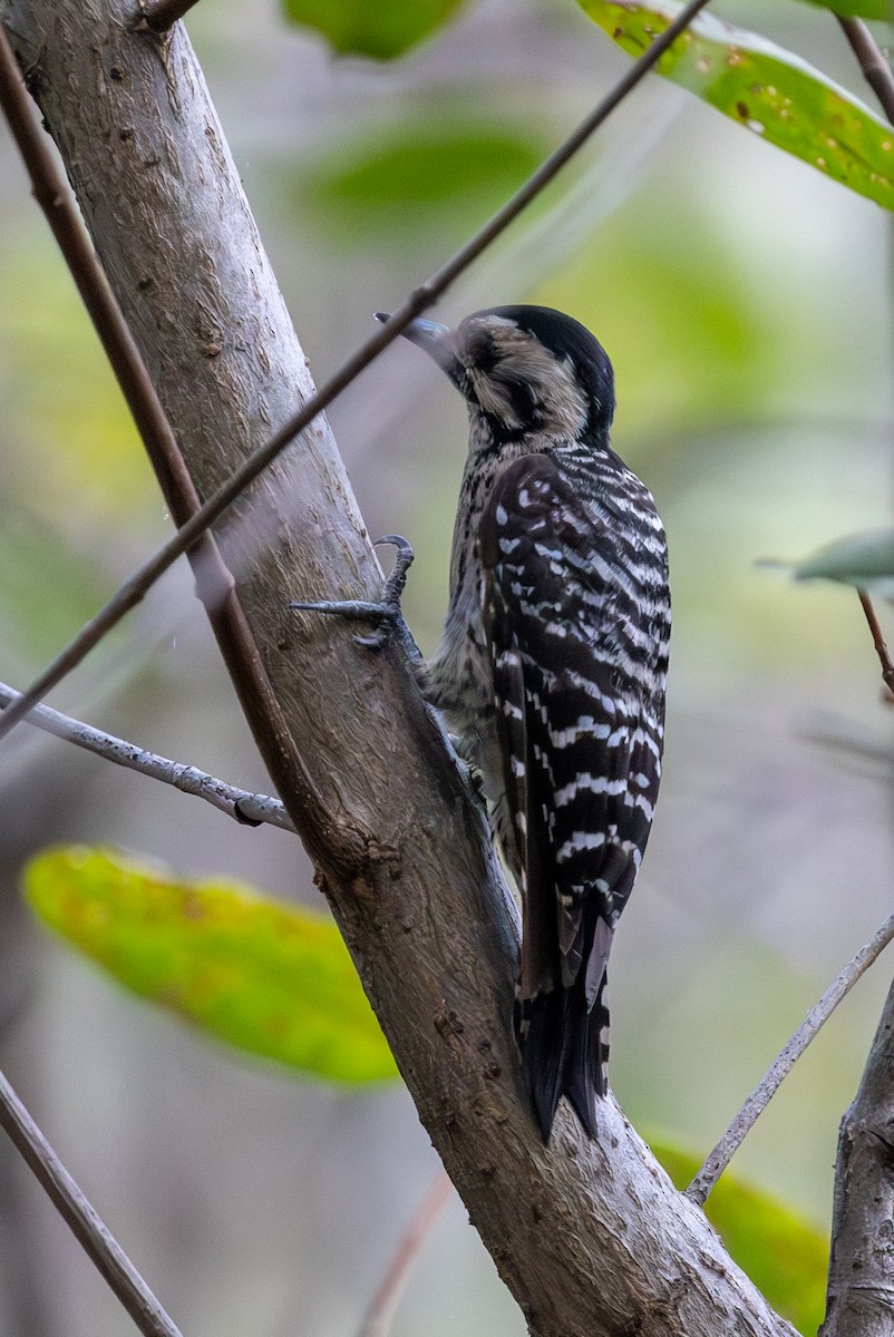 Ladder-backed Woodpecker - ML620818611