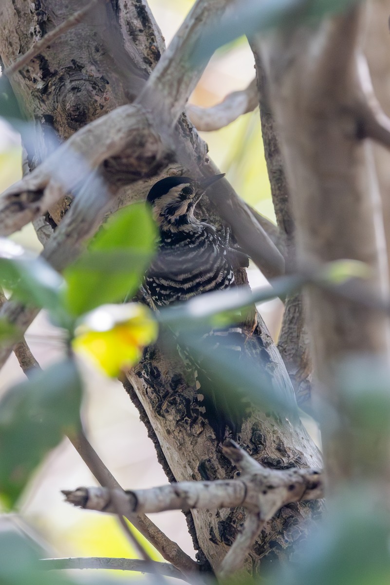 Ladder-backed Woodpecker - Lutz Duerselen