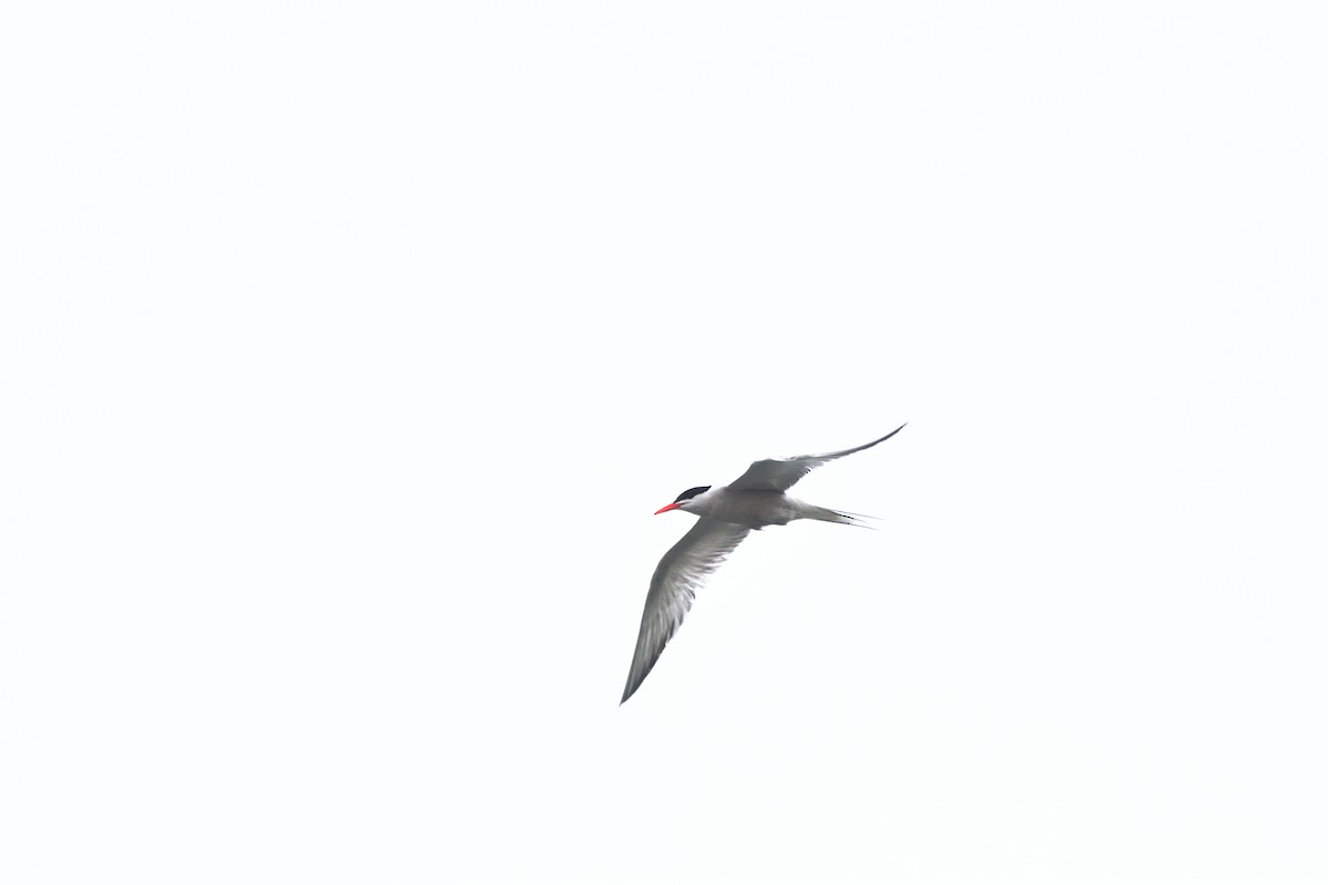 Common Tern - ML620818615