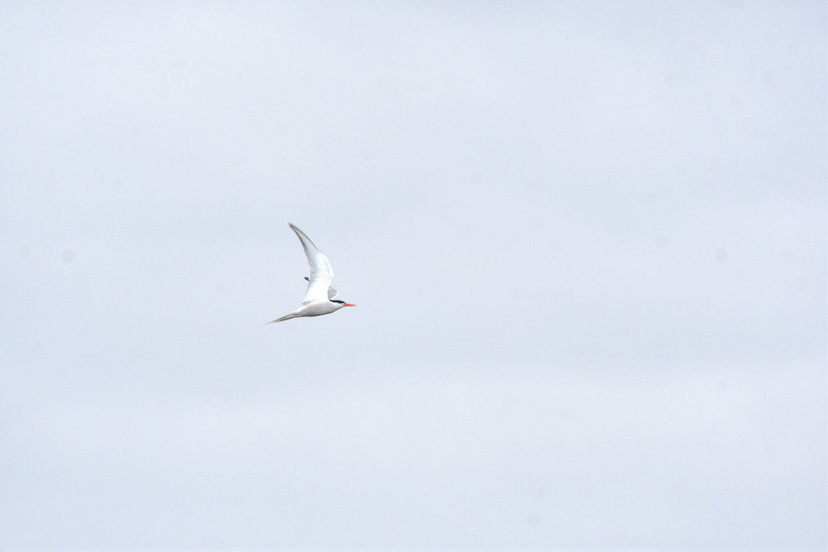 Common Tern - ML620818616