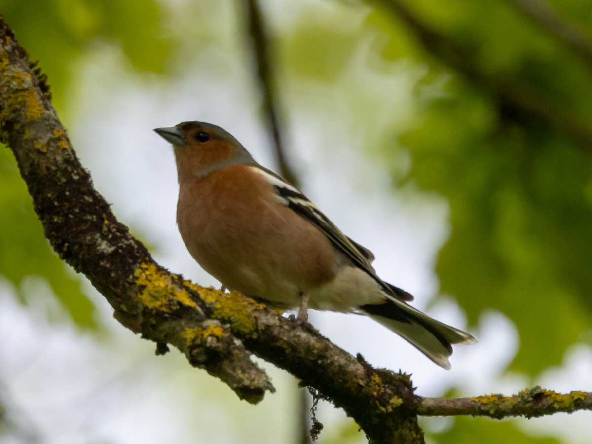 Common Chaffinch - ML620818619