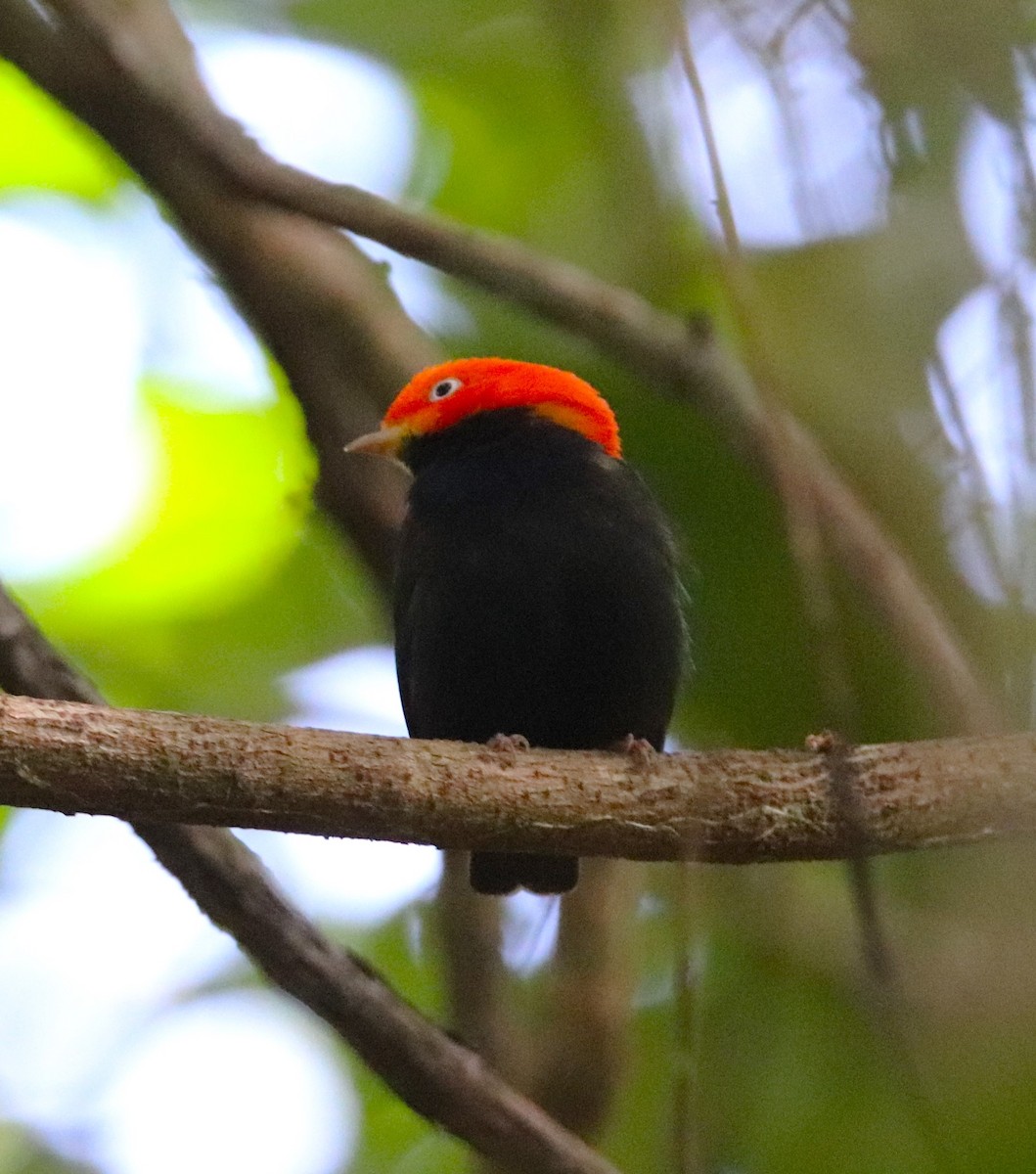 Red-capped Manakin - ML620818621