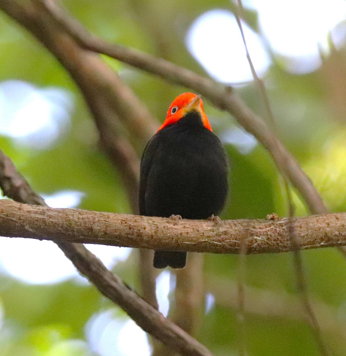 Red-capped Manakin - ML620818622