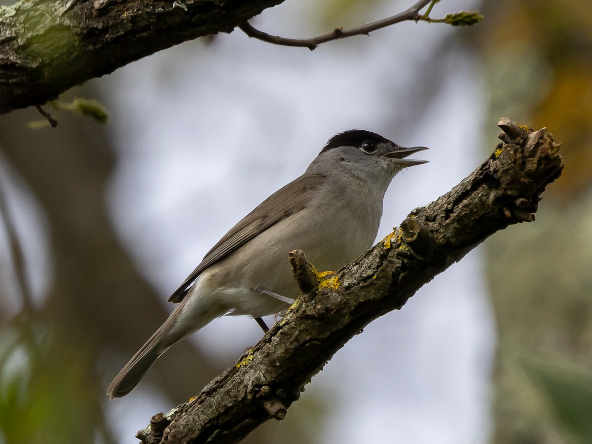 Eurasian Blackcap - ML620818624