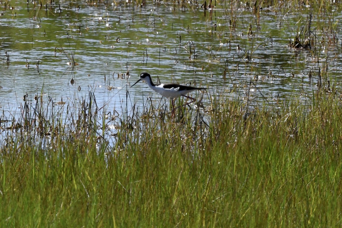 Black-necked Stilt - ML620818630