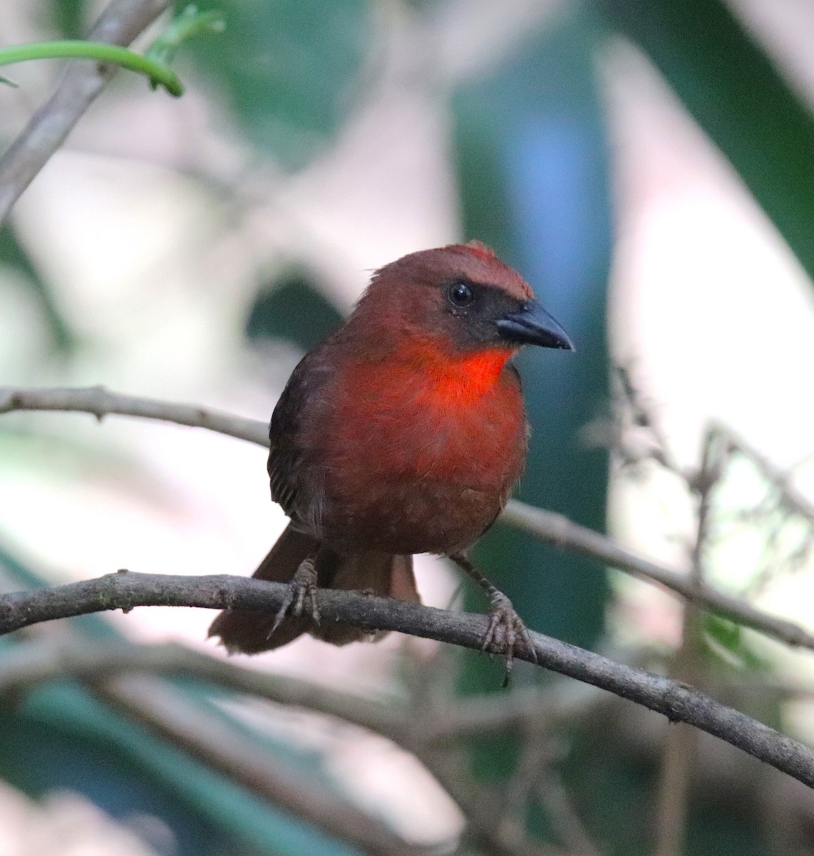 Red-throated Ant-Tanager - ML620818636