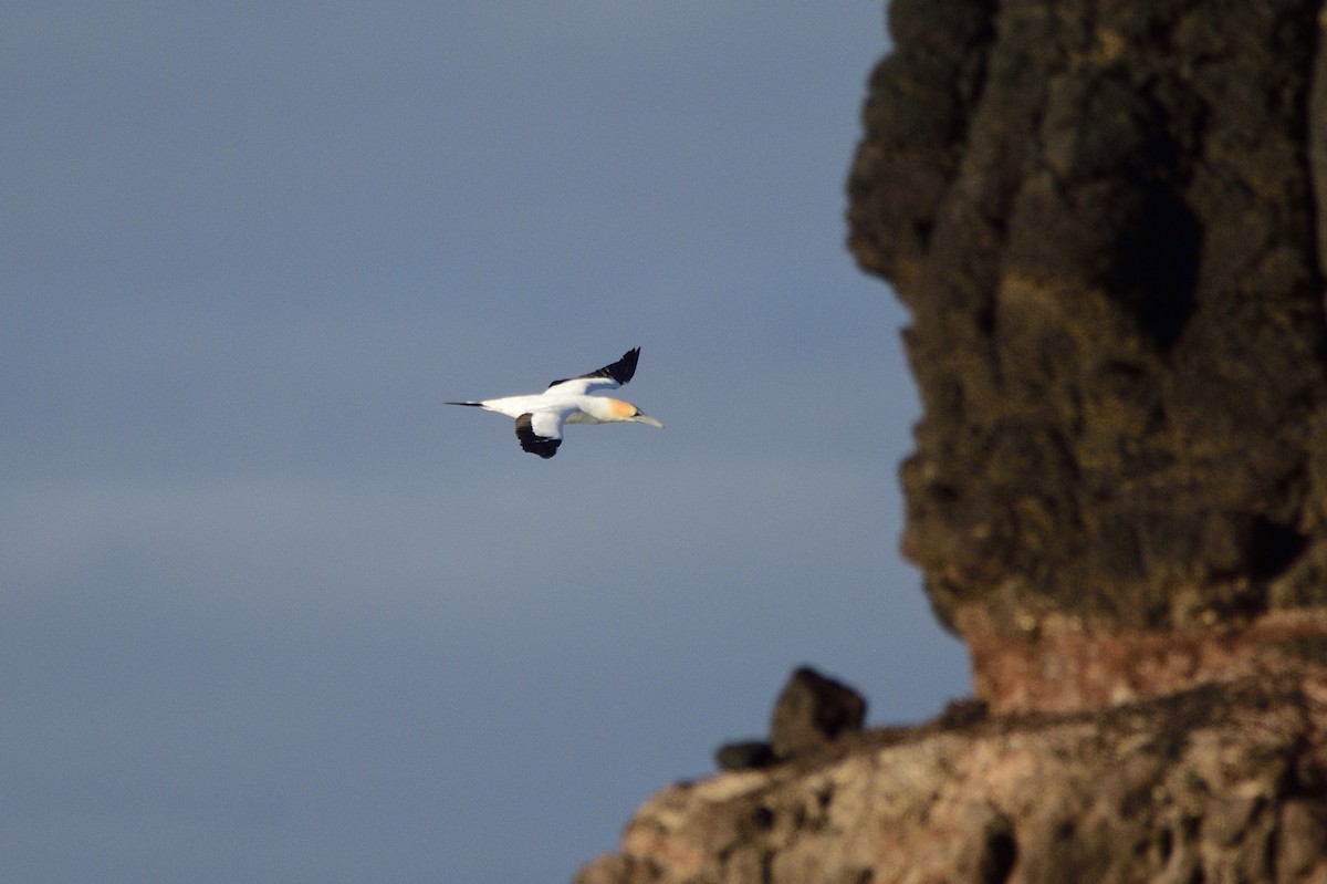 Australasian Gannet - ML620818638