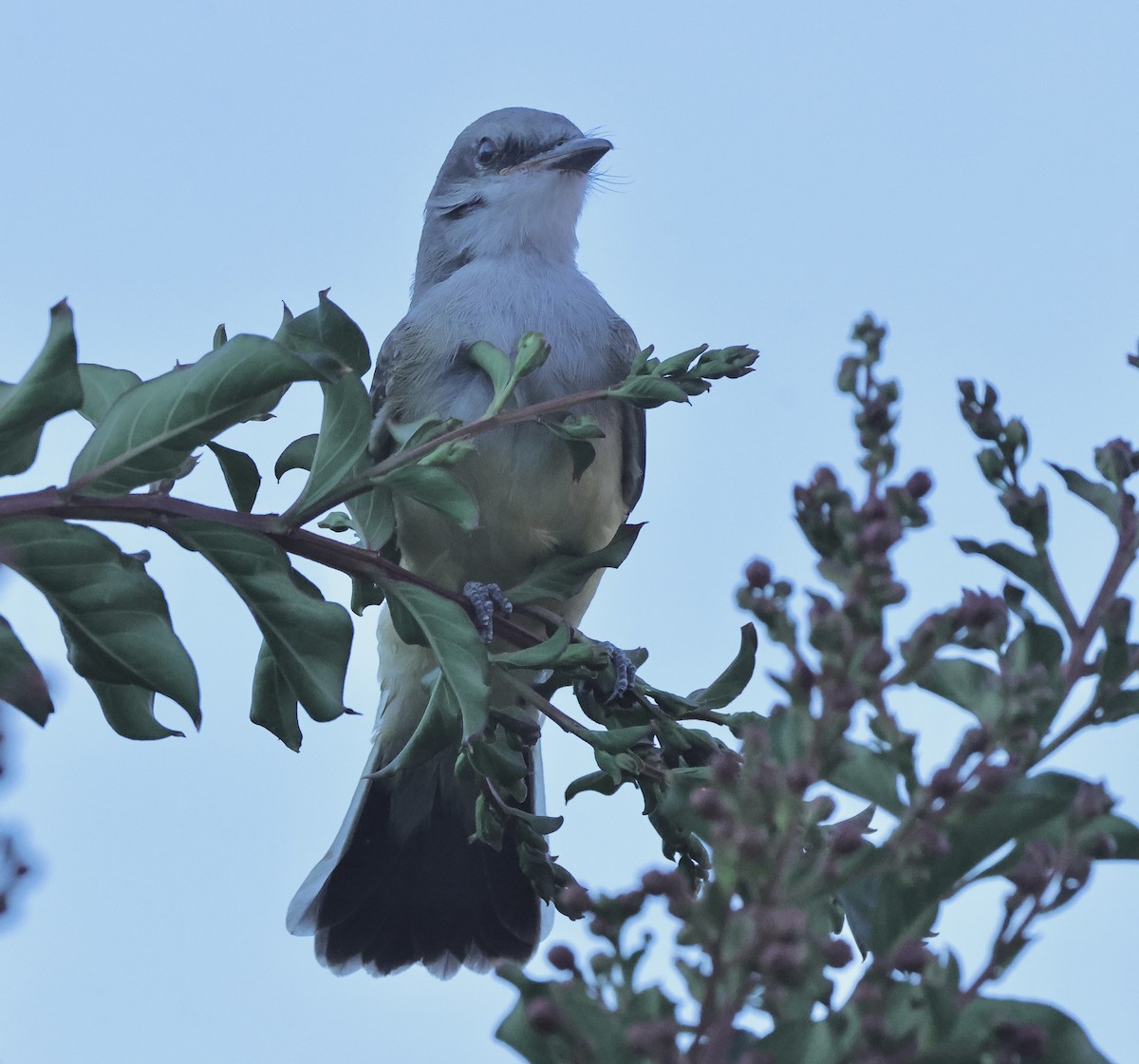 Western Kingbird - ML620818643