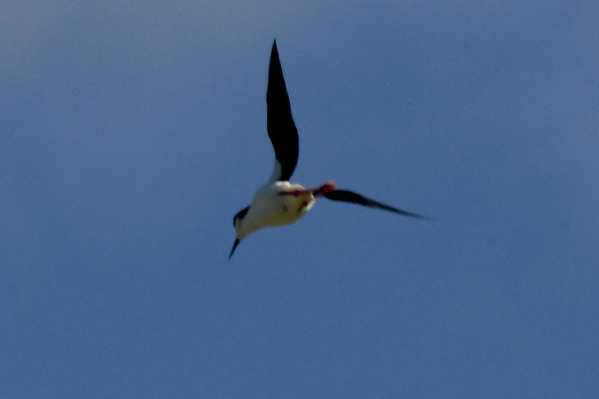 Black-necked Stilt - ML620818644