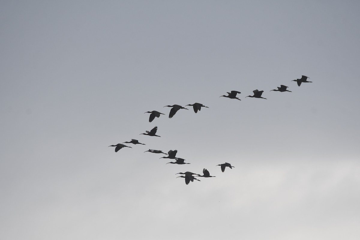 Glossy Ibis - ML620818647