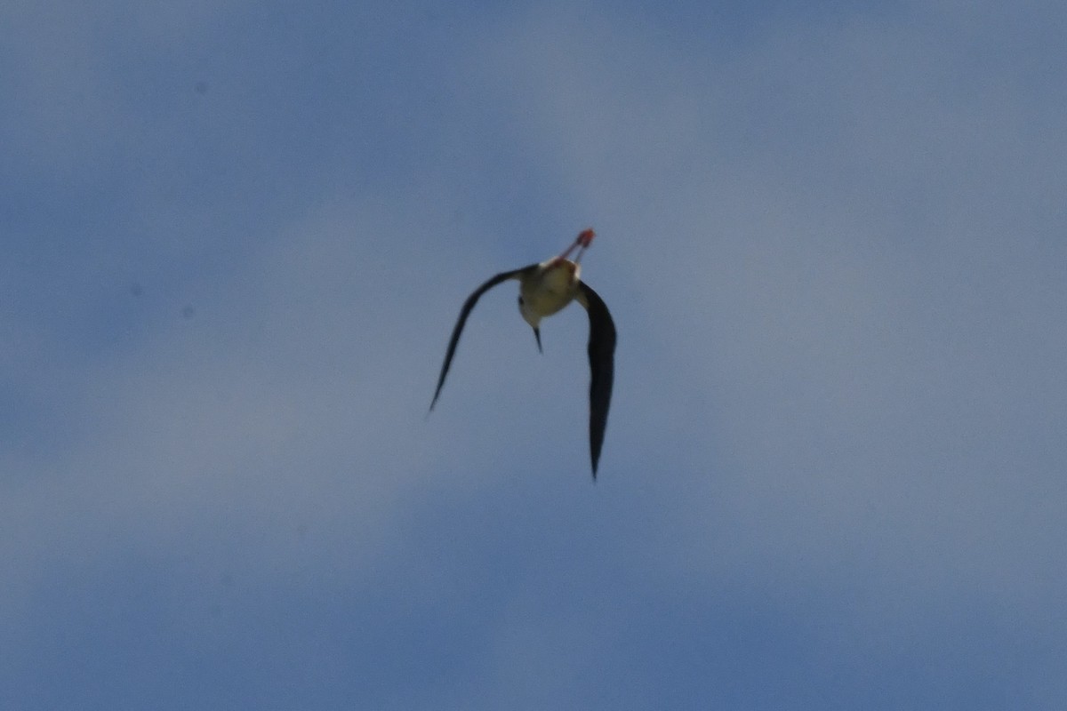 Black-necked Stilt - ML620818649