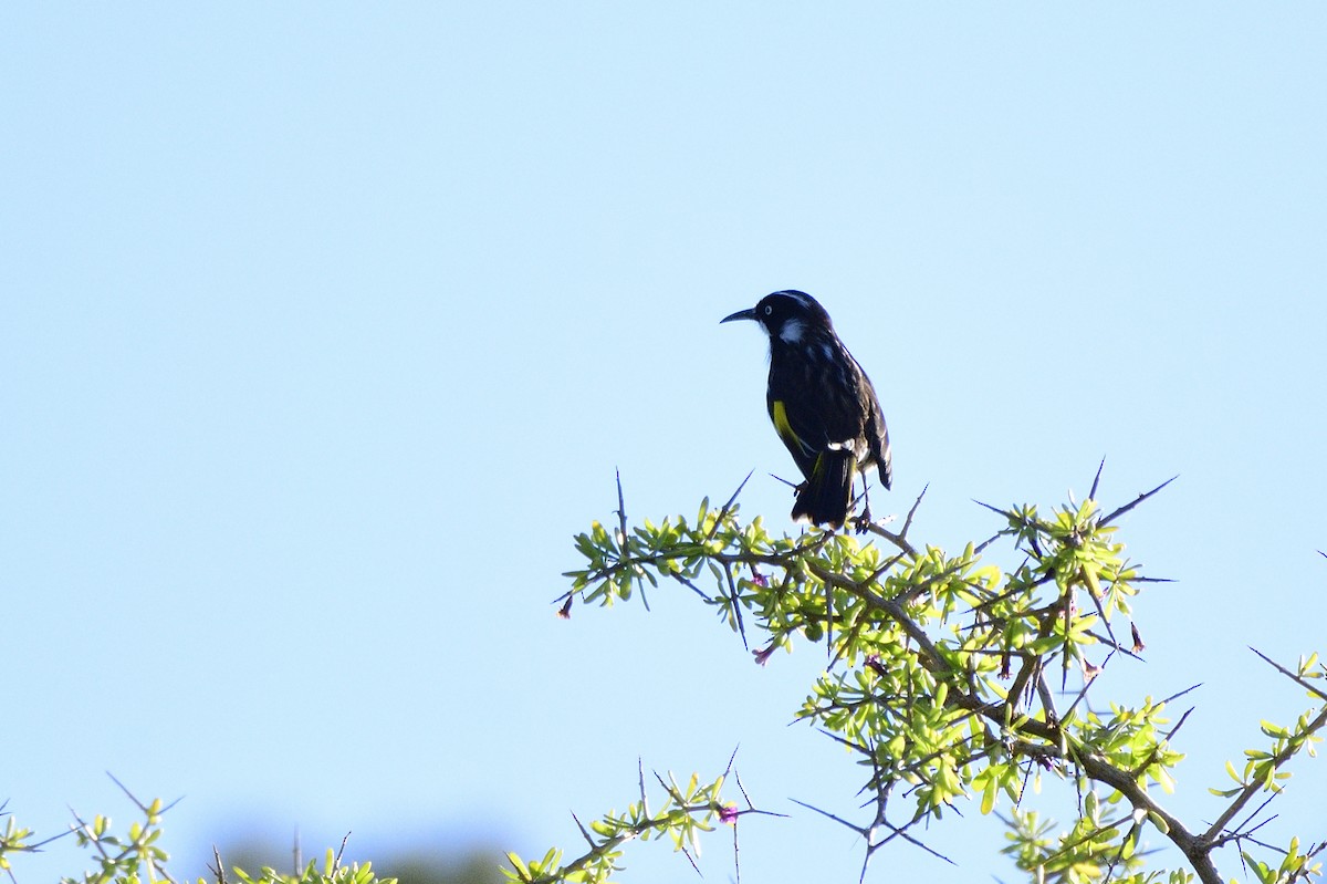 New Holland Honeyeater - Ken Crawley