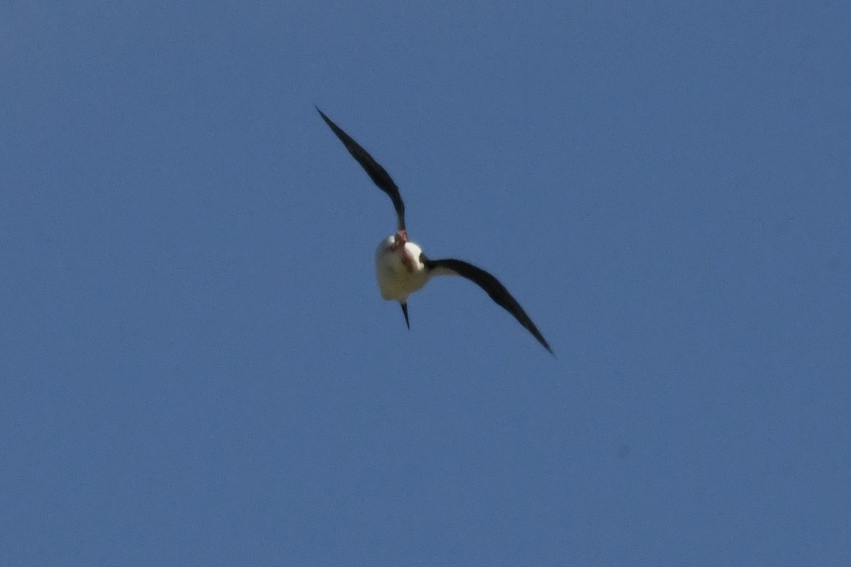 Black-necked Stilt - ML620818651