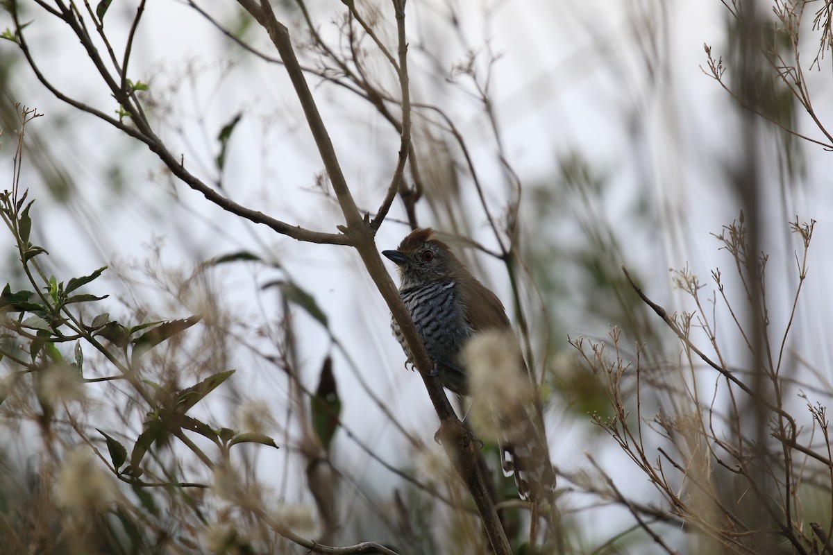 Rufous-capped Antshrike - ML620818652