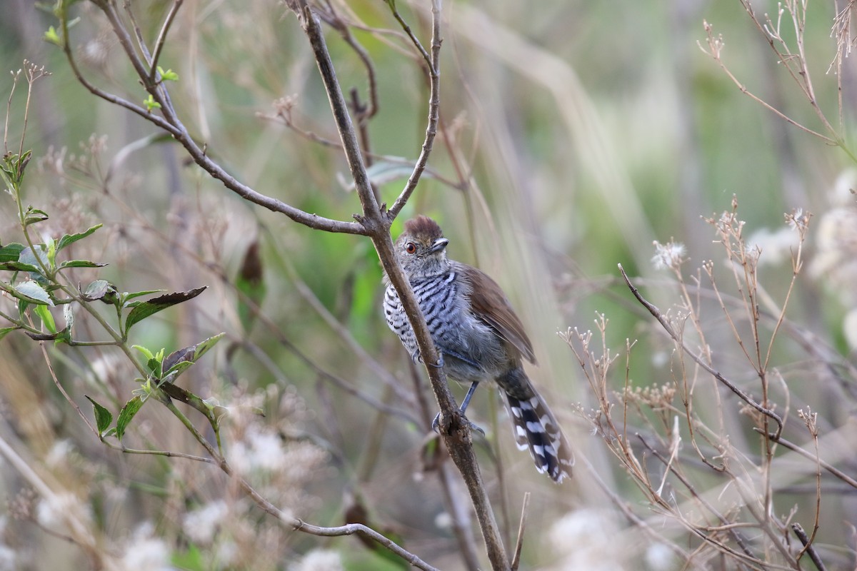 Rufous-capped Antshrike - ML620818654