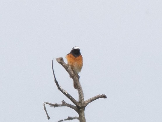 Common Redstart - ML620818658