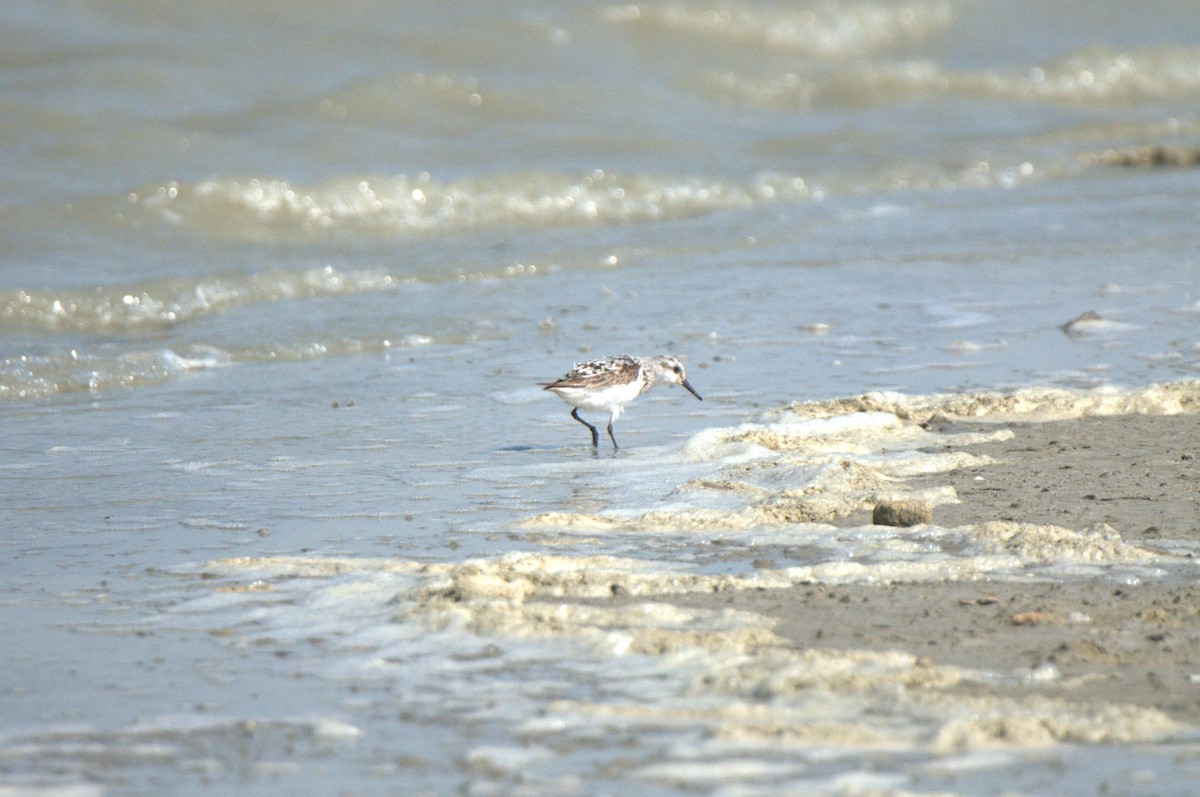 Sanderling - ML620818660