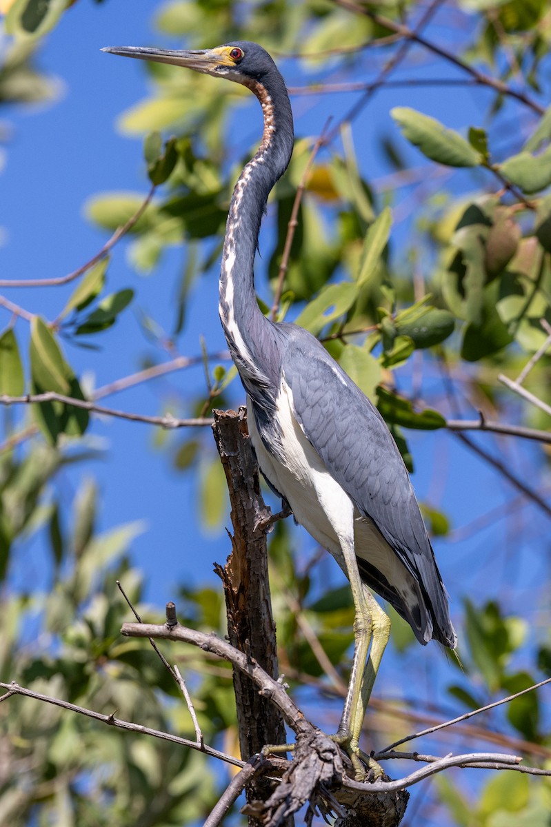 Tricolored Heron - ML620818662