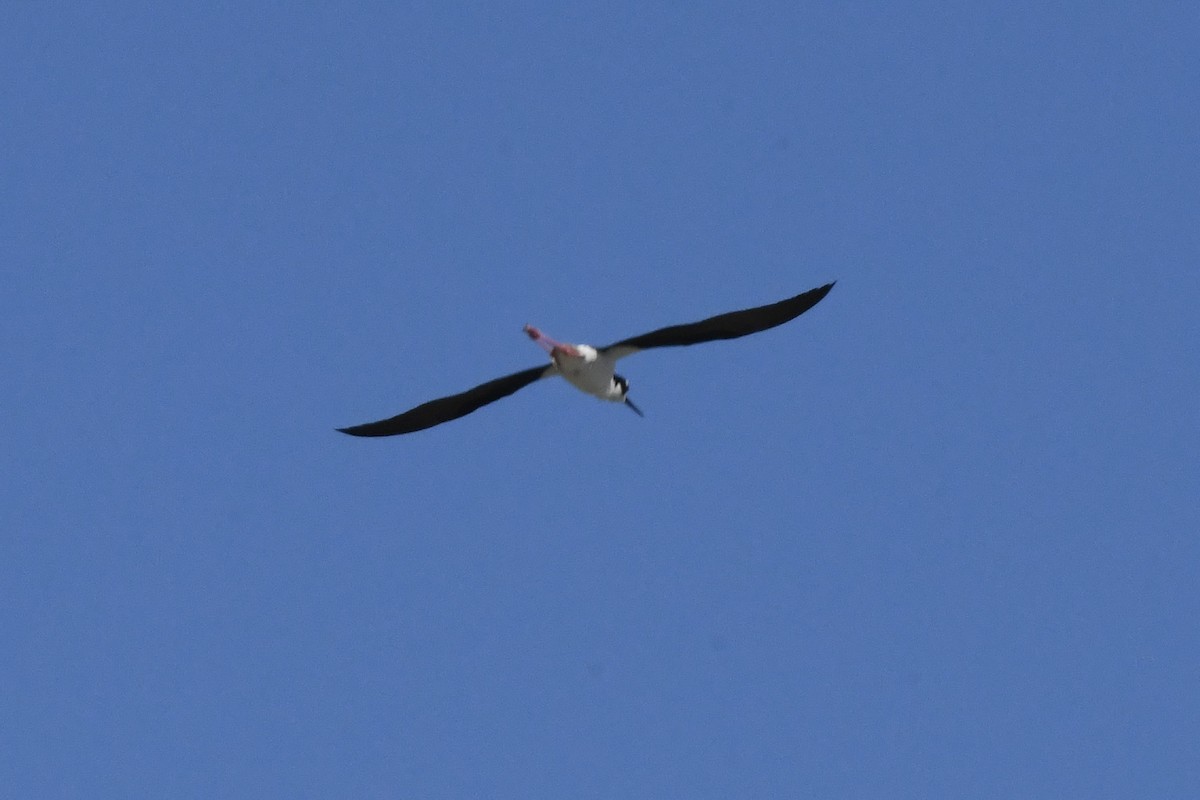 Black-necked Stilt - ML620818664