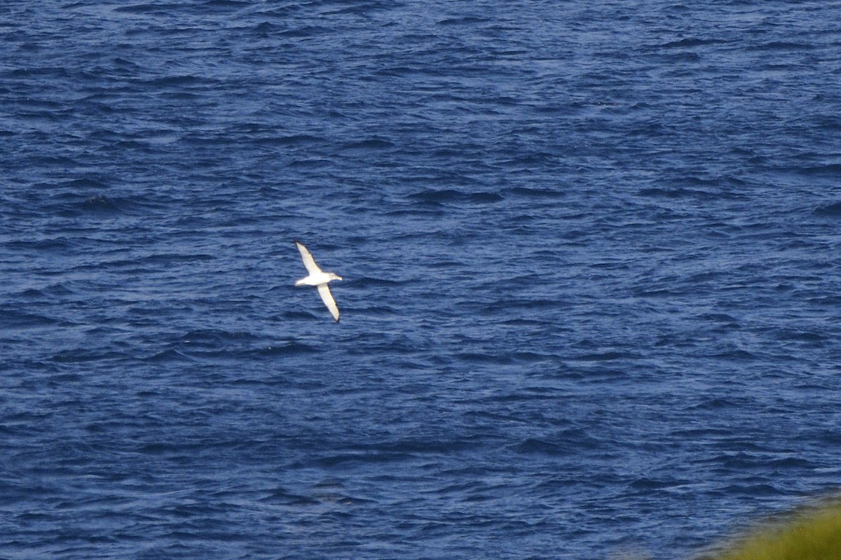 albatros šelfový - ML620818665