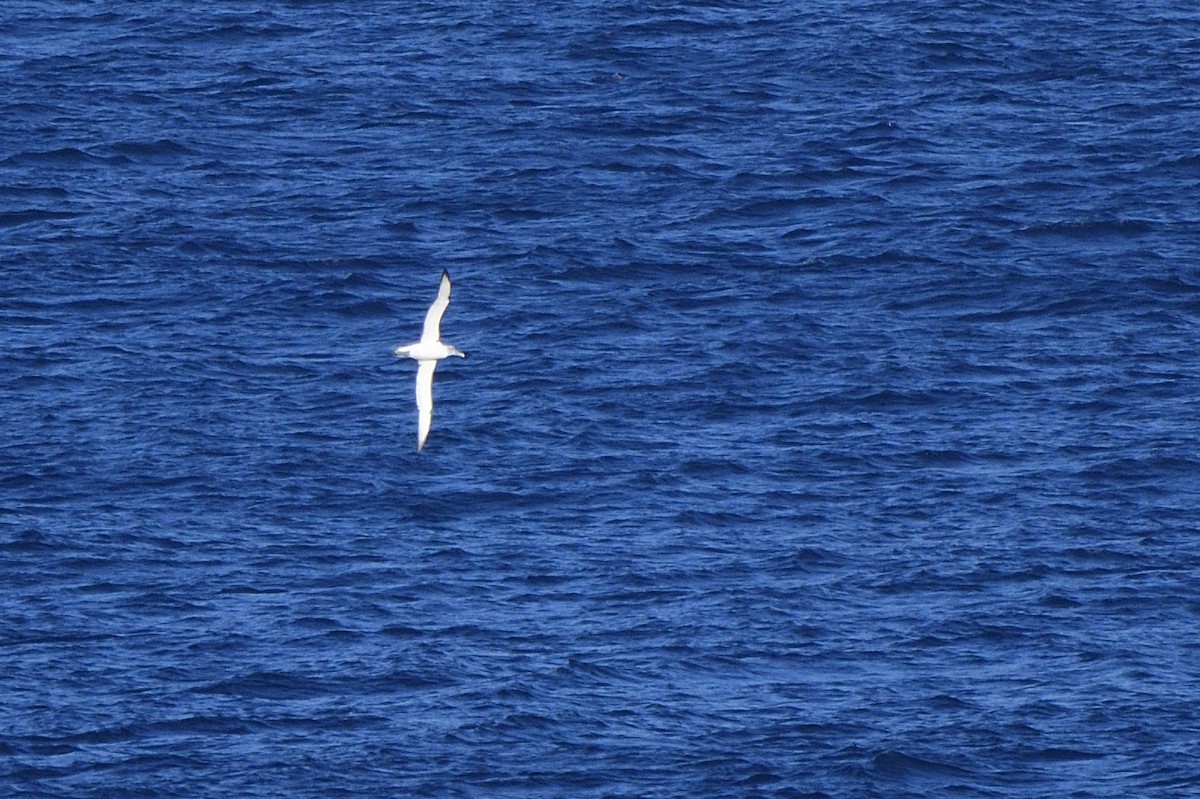 Albatros à cape blanche - ML620818669