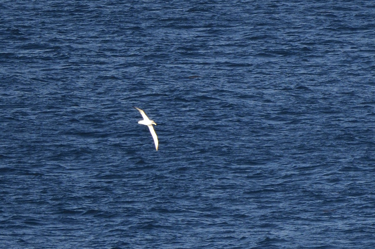 White-capped Albatross - ML620818670