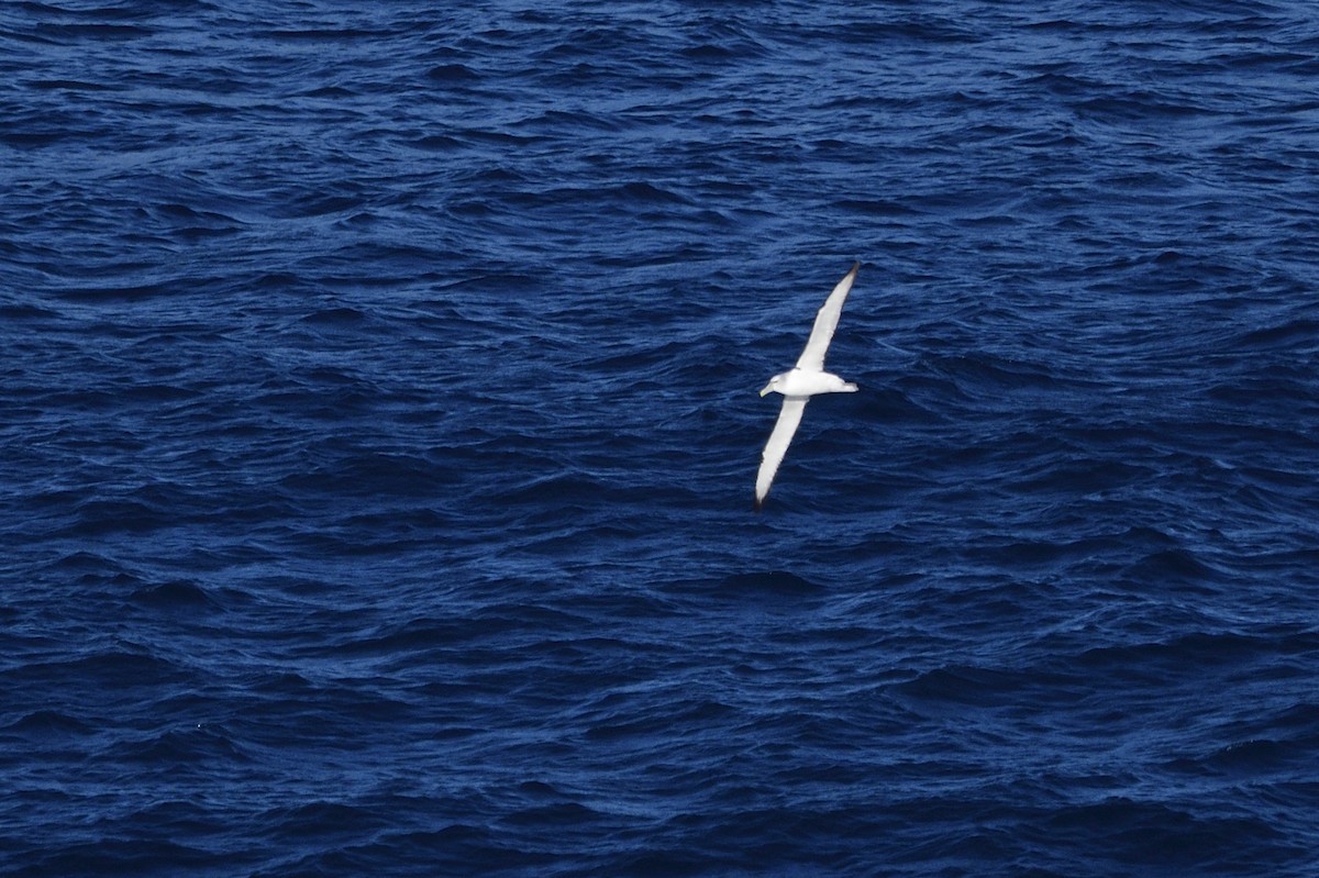 White-capped Albatross - ML620818677