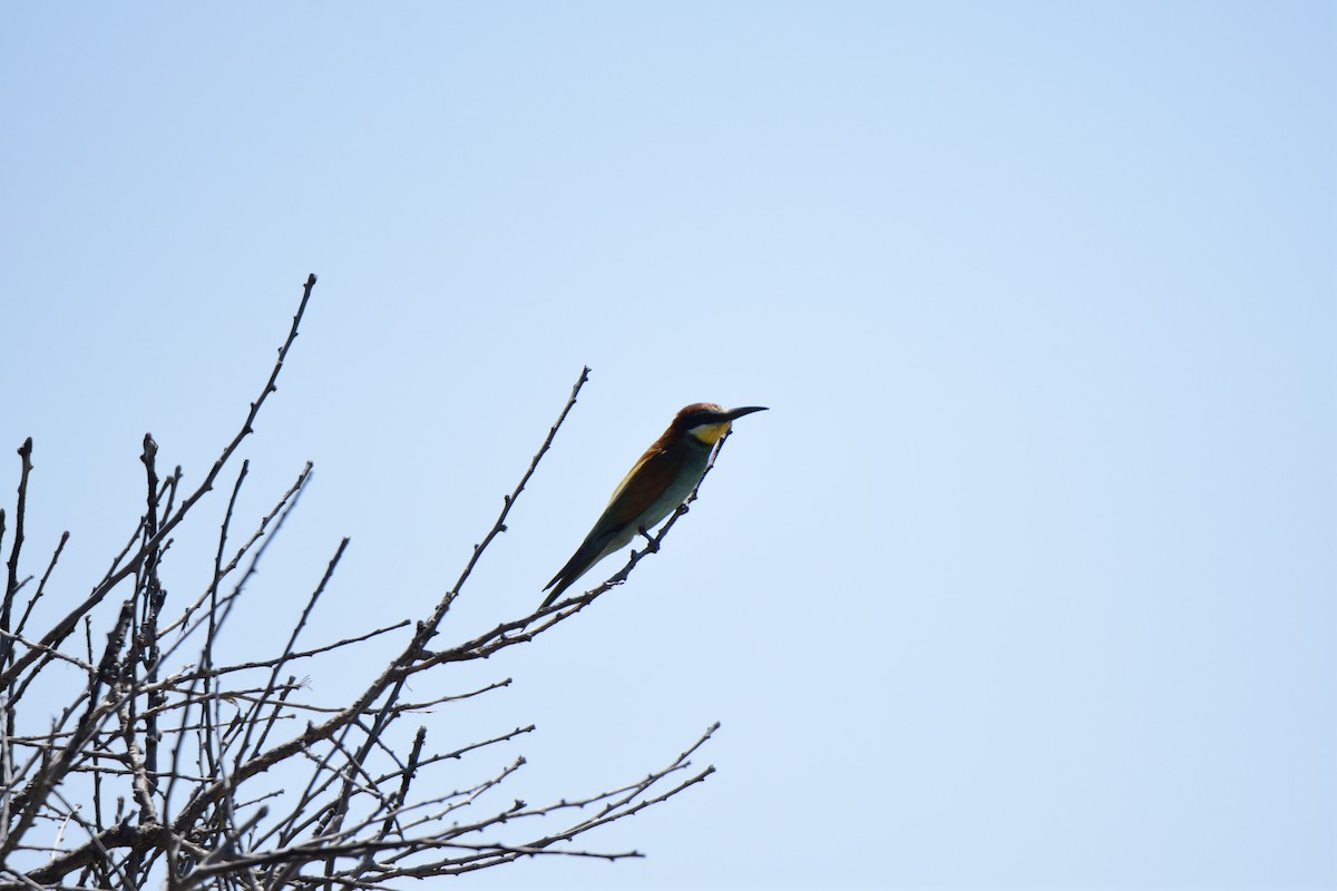 European Bee-eater - ML620818686