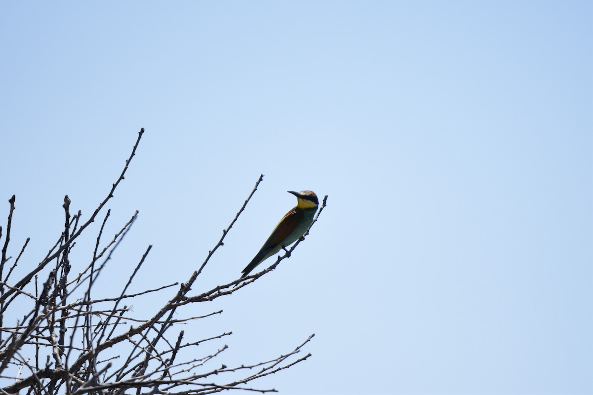 European Bee-eater - ML620818690