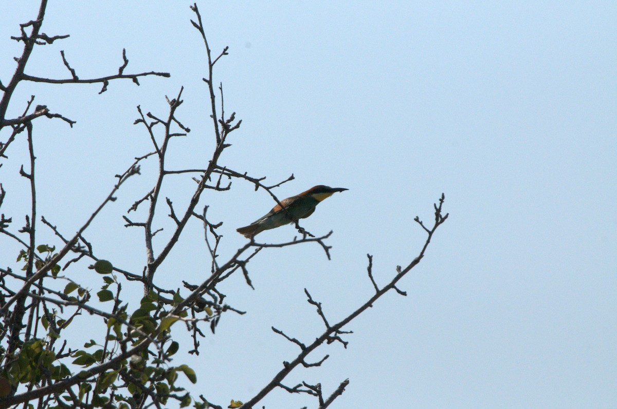 European Bee-eater - ML620818697