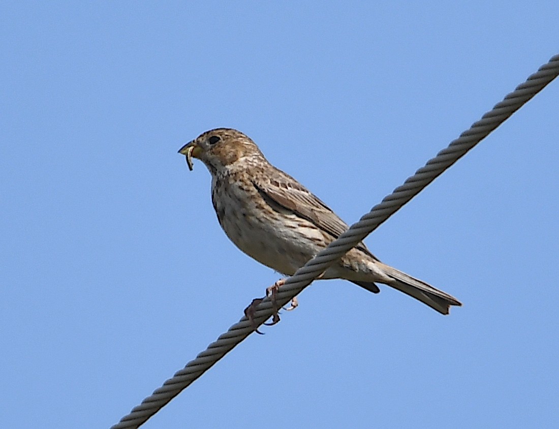 Corn Bunting - ML620818698