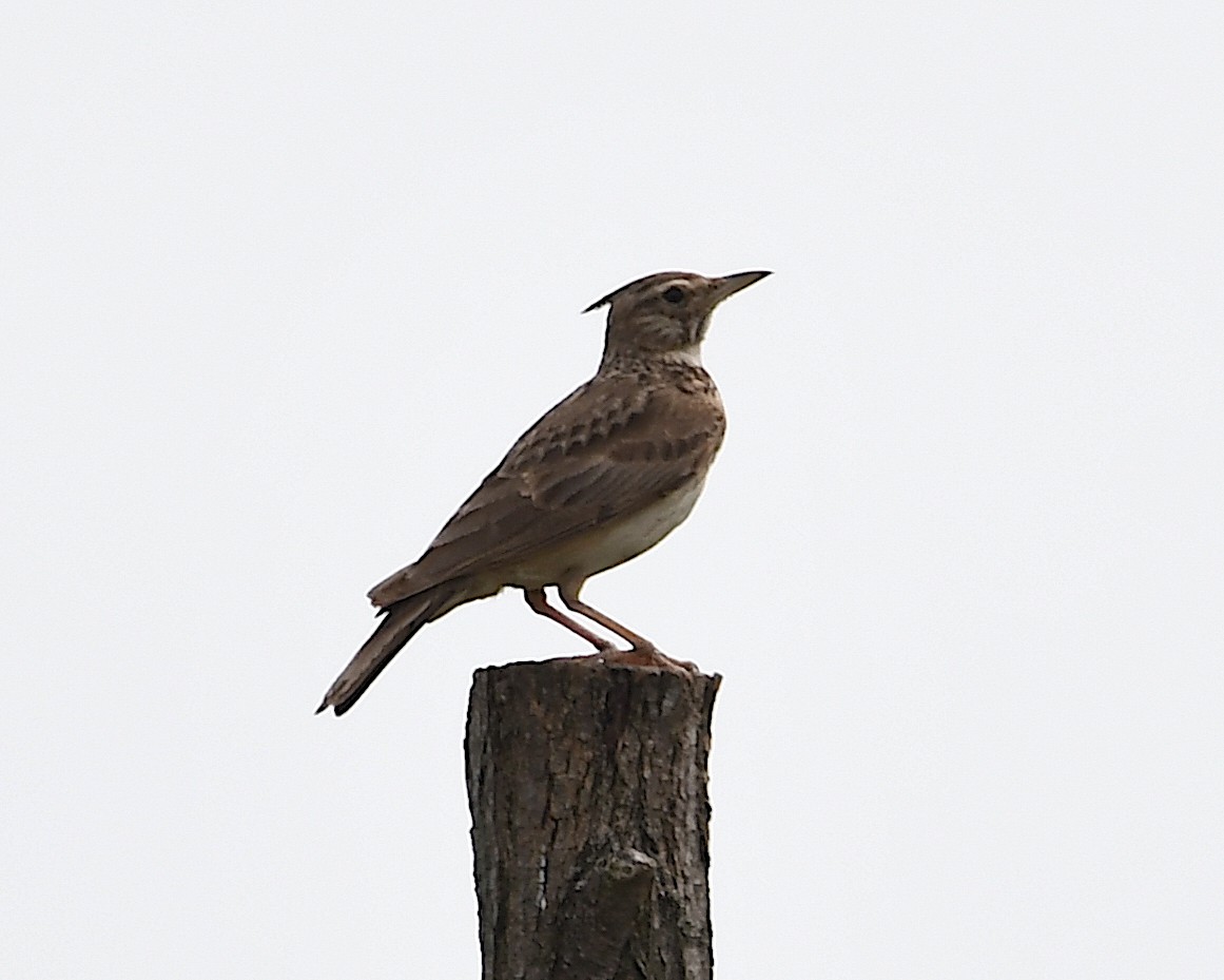 Crested Lark - ML620818699