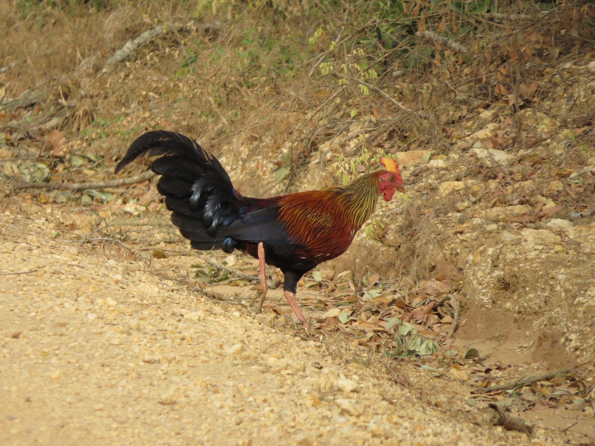 Sri Lanka Junglefowl - ML620818704