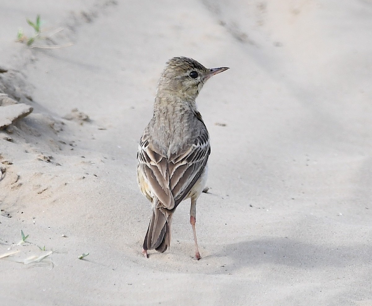 Tawny Pipit - ML620818706