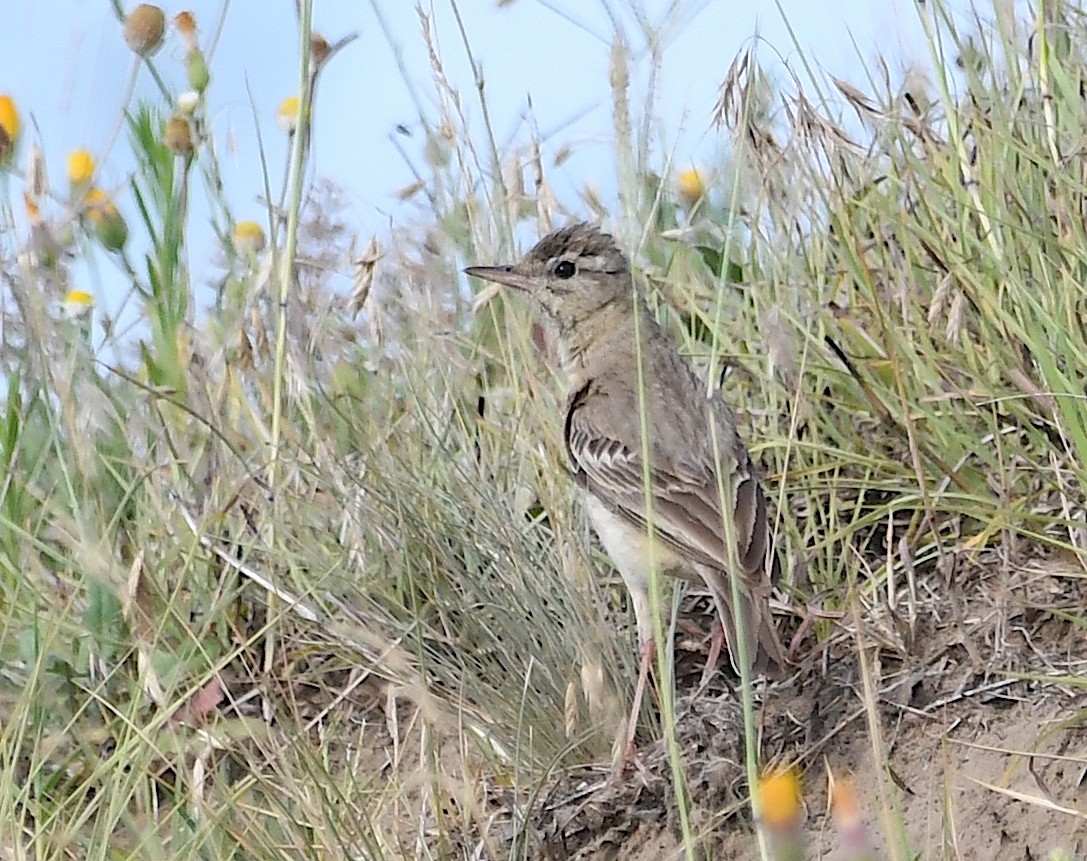 Tawny Pipit - ML620818707