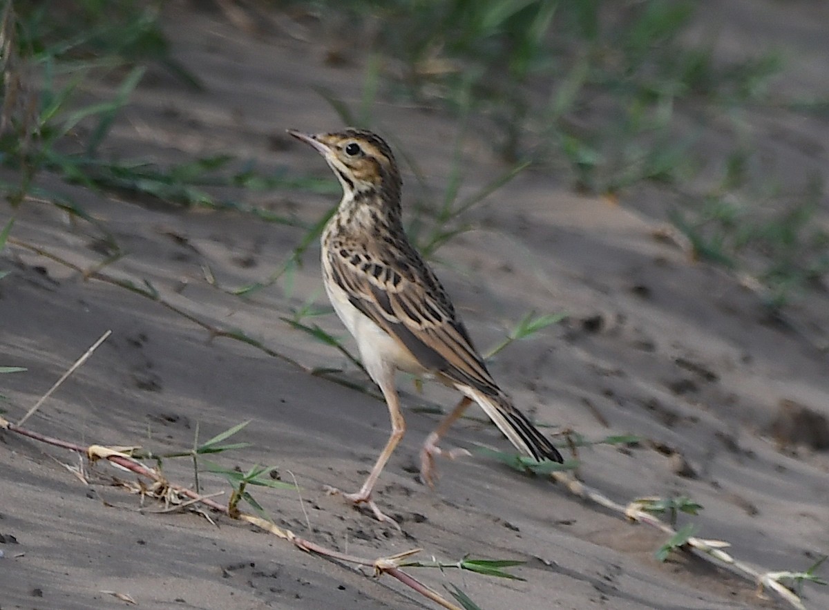 Tawny Pipit - ML620818708