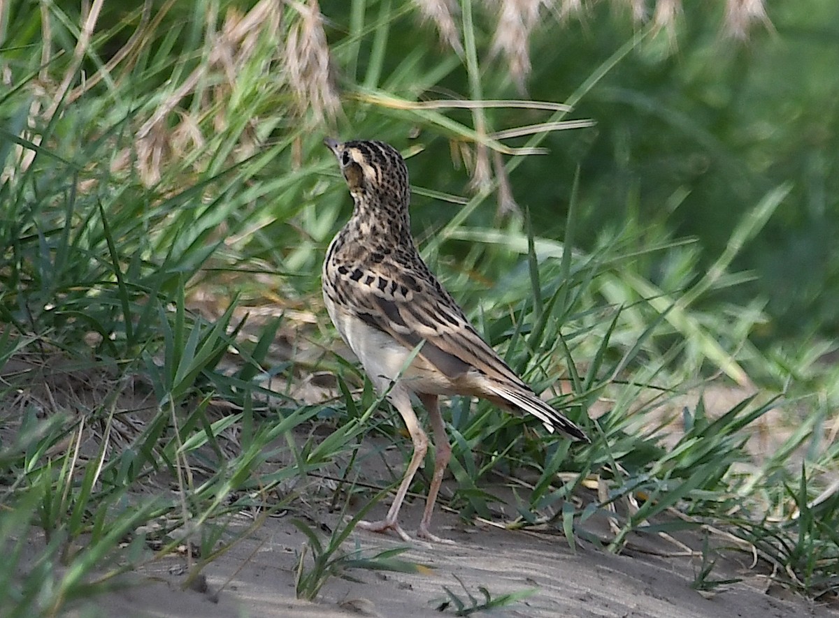 Tawny Pipit - ML620818709