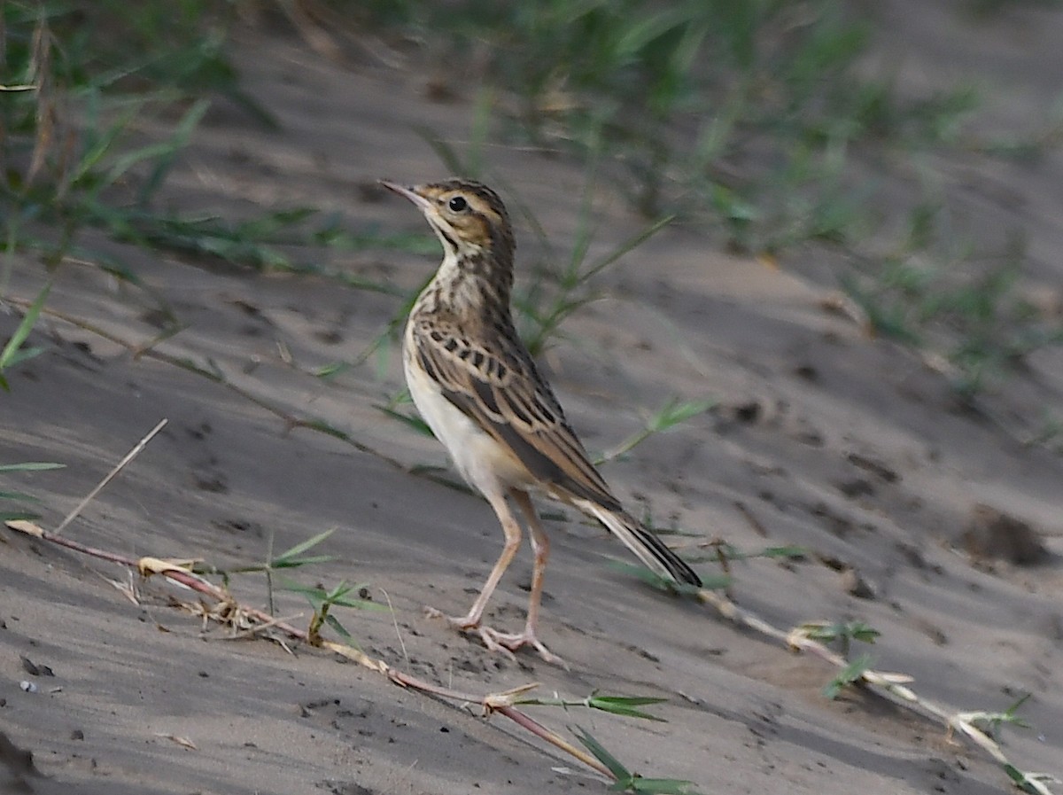 Tawny Pipit - ML620818710