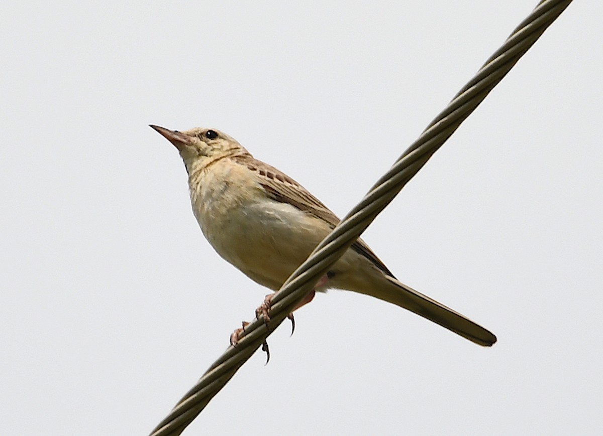 Tawny Pipit - ML620818712