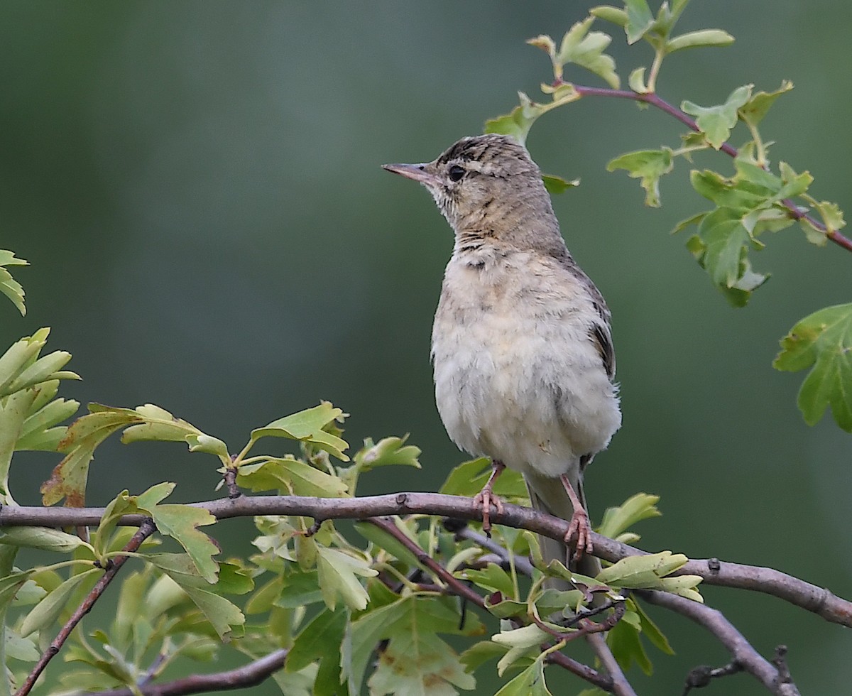 Tawny Pipit - ML620818713