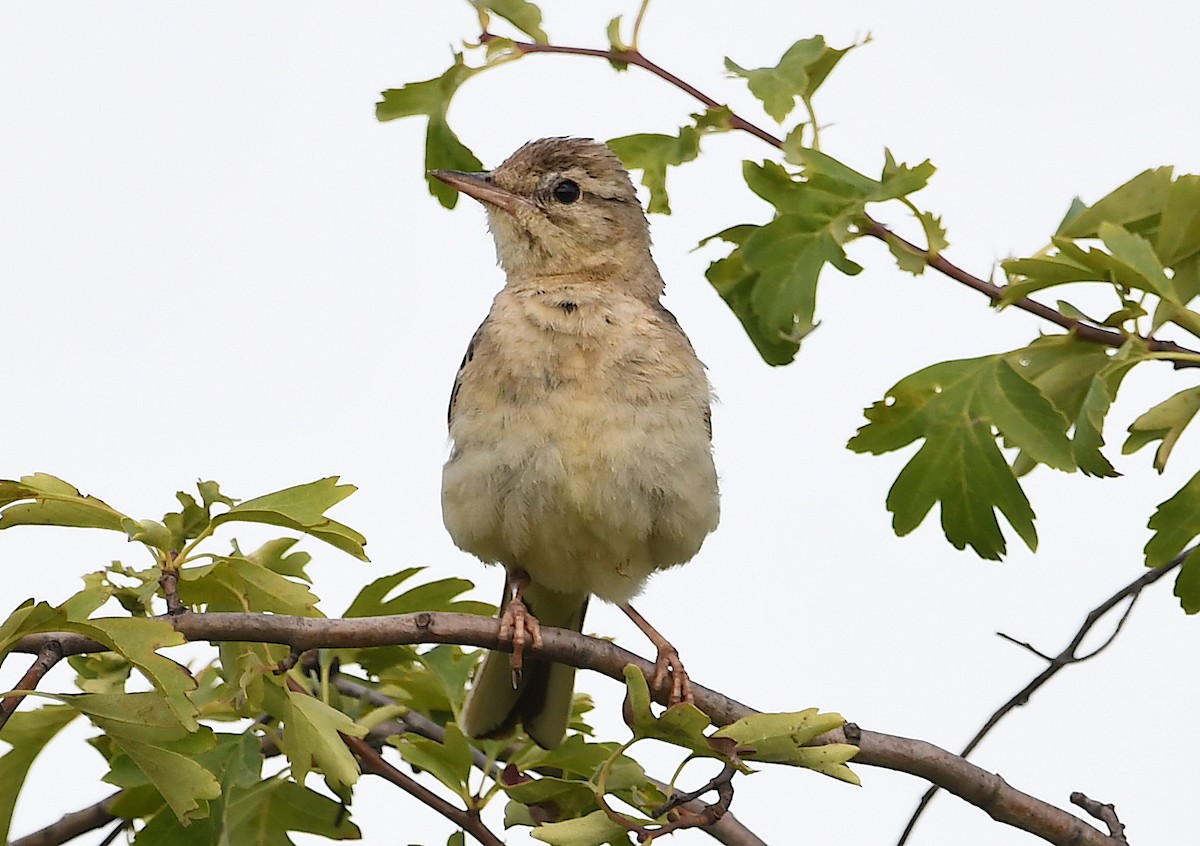 Tawny Pipit - Василий Калиниченко